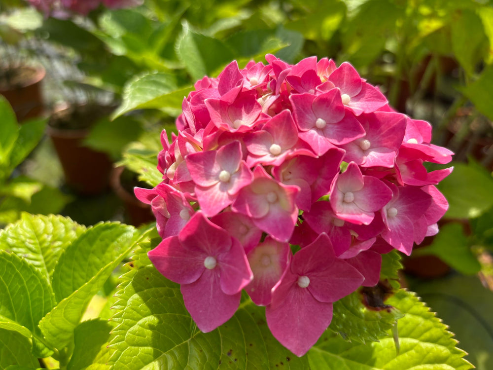 
                  
                    Hydrangea Macrophylla 'Renata Steniger'
                  
                