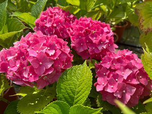 
                  
                    Hydrangea Macrophylla 'Renata Steniger'
                  
                