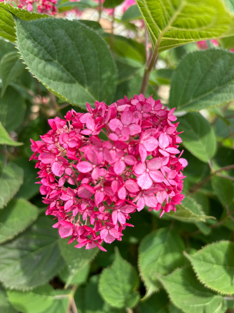 Hydrangea Arborescens Ruby Annabelle