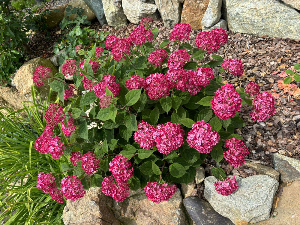 
                  
                    Hydrangea Arborescens Ruby Annabelle
                  
                