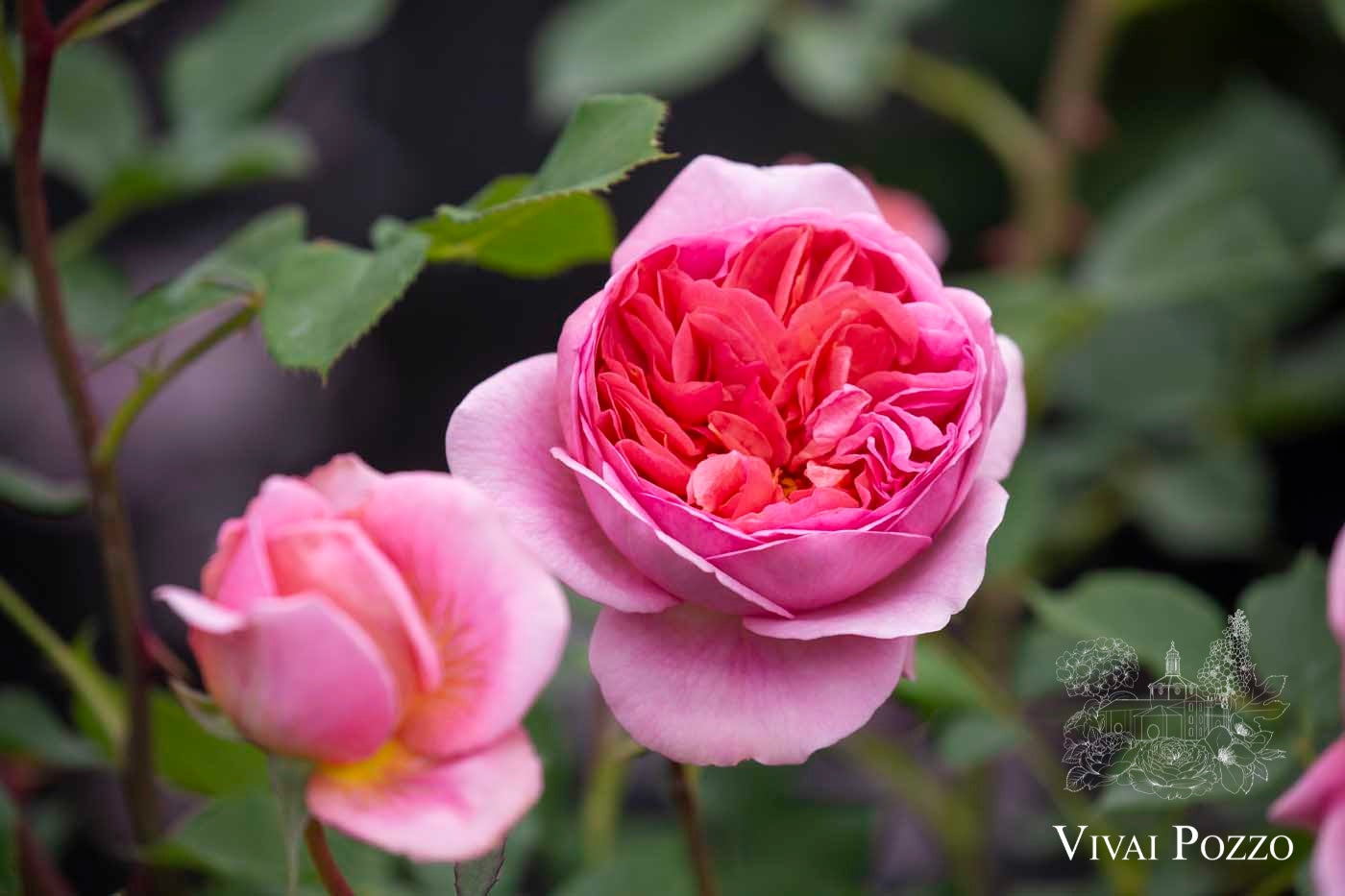 Rosa inglese Boscobel David Austin, fiori rosa salmone intenso a cespuglio grande in piena fioritura