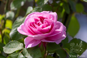 Gertrude Jekyll