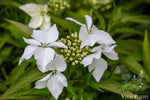 Hydrangea Macrophylla 'Douce France'