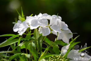 
                  
                    Hydrangea Macrophylla 'Douce France'
                  
                