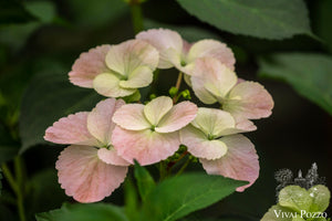 Hydrangea Macrophylla 'French Bolero'