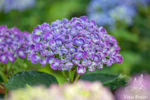 Hydrangea Macrophylla 'Hopcorn'