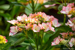 Hydrangea Machrophylla 'Love You Kiss'