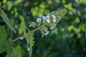 
                  
                    Hydrangea Quercifolia 'Ruby Slipper'
                  
                