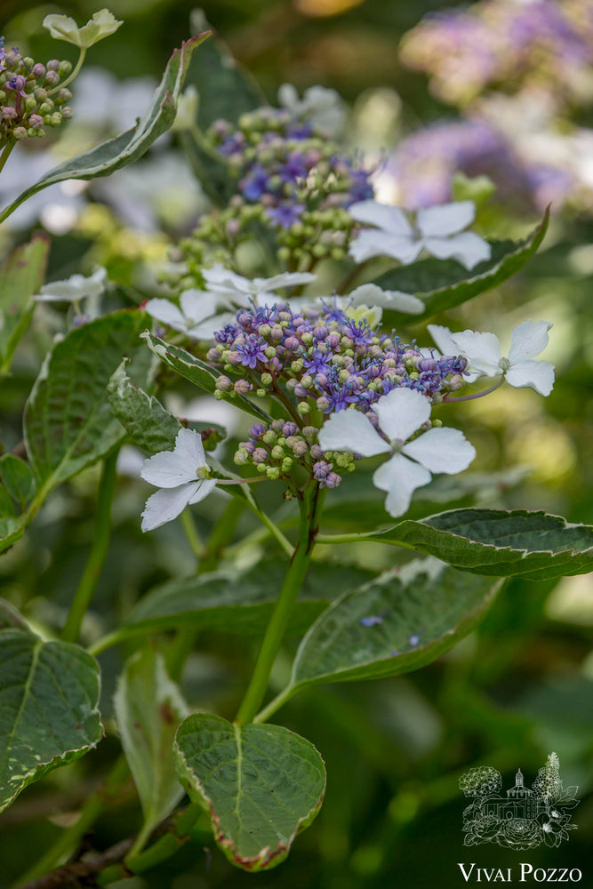 
                  
                    Hydrangea Macrophylla 'Tricolor'
                  
                