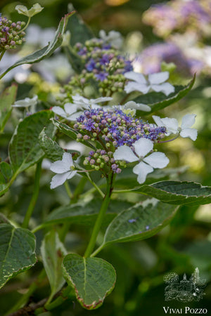 
                  
                    Hydrangea Macrophylla 'Tricolor'
                  
                