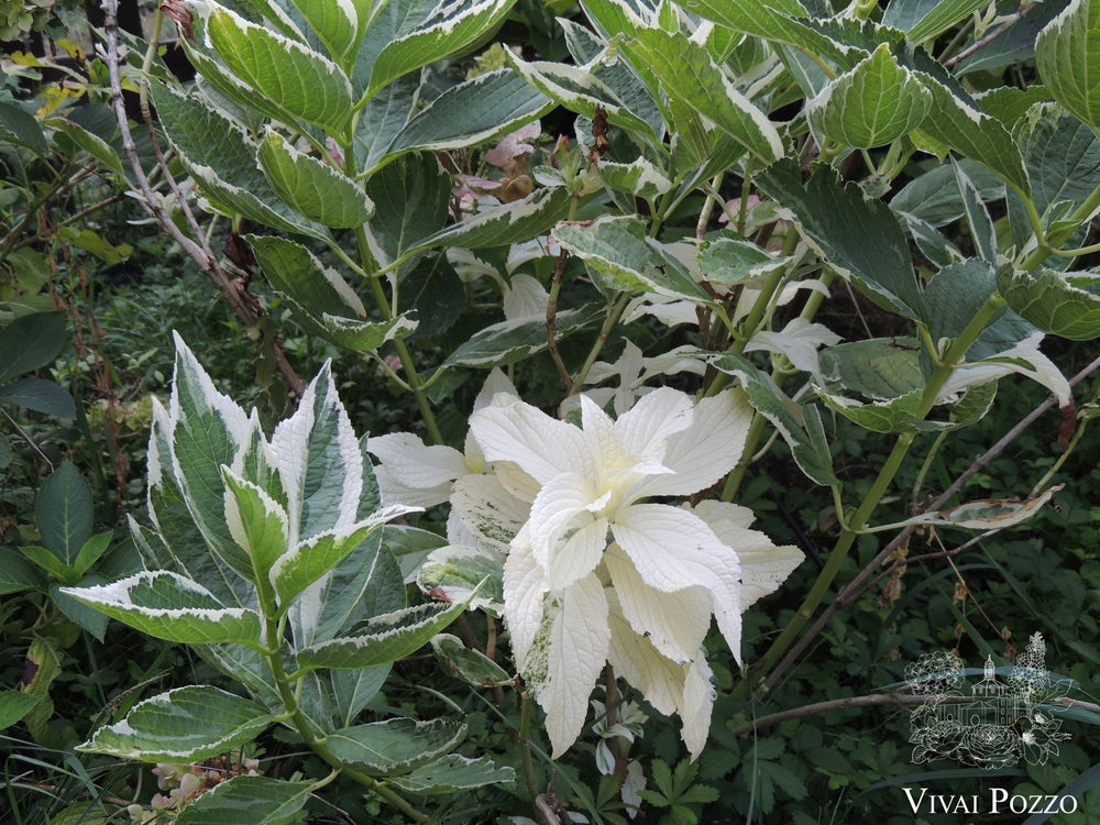Hydrangea Macrophylla 'Tricolor'