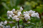 Hydrangea Machrophylla 'Choco Chic'