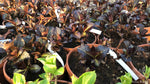Hydrangea Macrophylla 'Julisa'