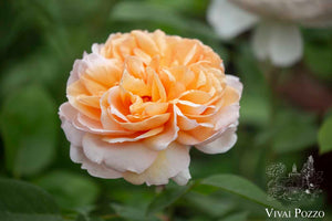 The Lady Gardener