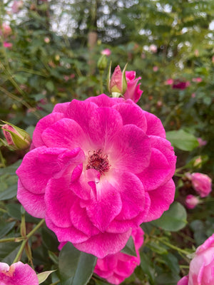 
                  
                    Brilliant Pink Iceberg
                  
                