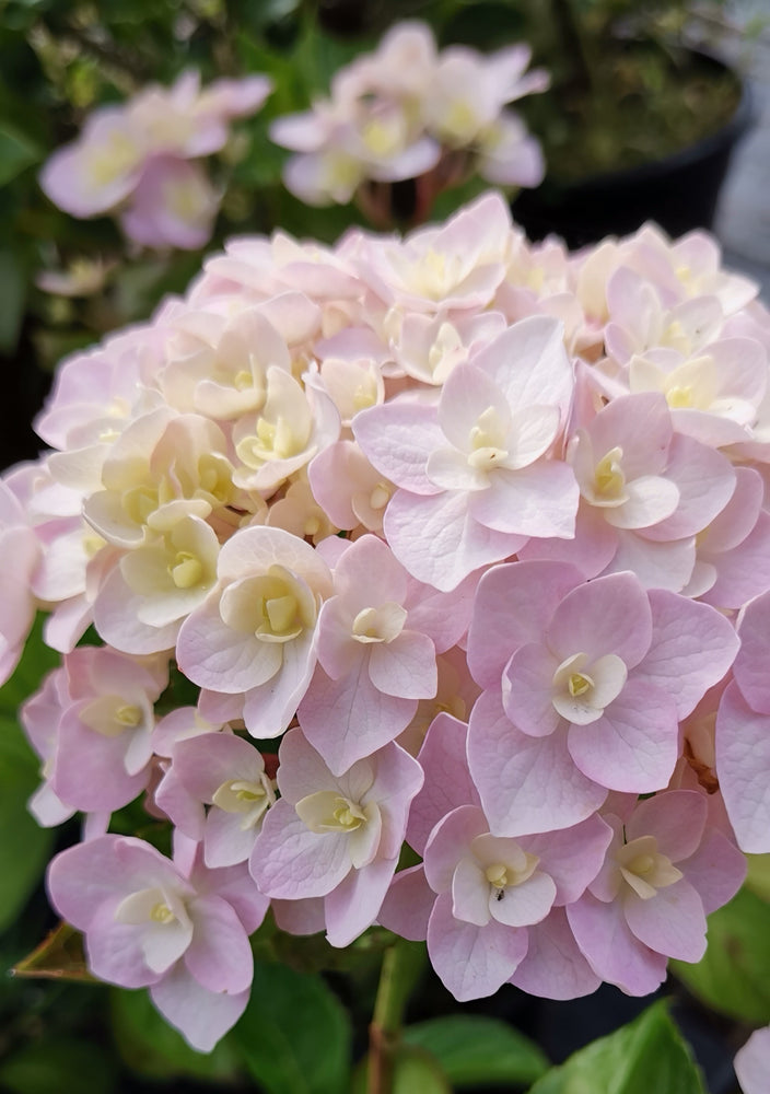 Hydrangea Macrophylla 'Kazan'