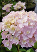 Hydrangea Macrophylla 'Kazan'